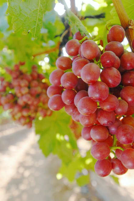 Viñedos 2000 – Specialists in the Production of Premium Table Grapes