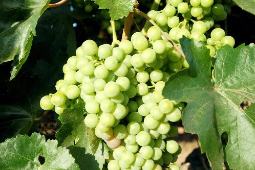 uvas verdess 2